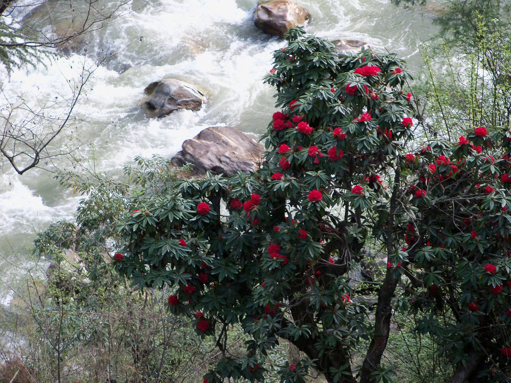 Parvati Kuteer Riverside Resort Kasol Exterior photo